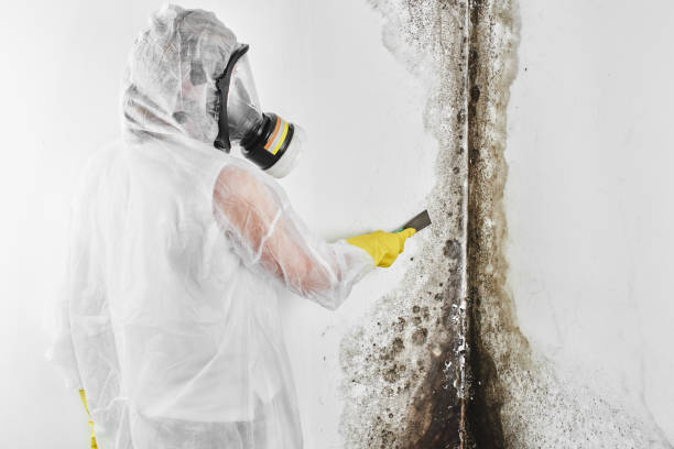 Best Attic Mold Remediation in Kremmling, CO
